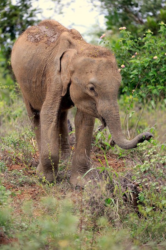Asian elephant (Elephas maximus maximus), Sri Lanka elephant, young animal looking for food, Udawalawe National Park, Sri Lanka