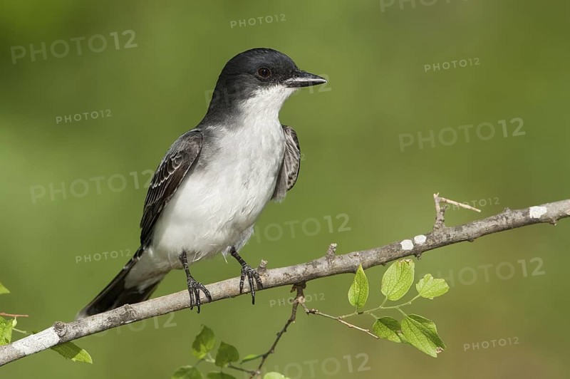 Eastern Kingbird (Tyrannus tyrannus), Texas, USA