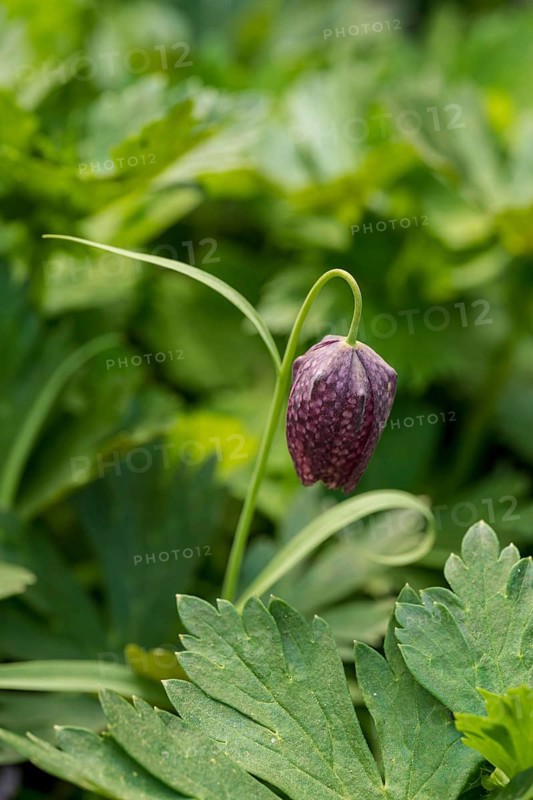 A delicate Fritillaria meleagris flower coddled in vibrant green foliage. Its intricate, patterned petals and subtle droop showcase a sophisticated elegance