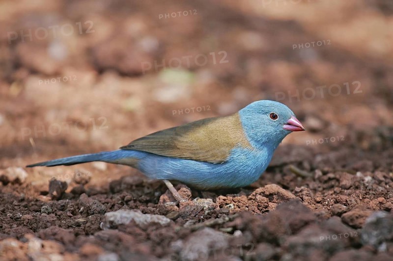 Blue-capped Cordon-bleu (Uraeginthus cyanocephalus) male foraging, Lake Manyara, Tanzania