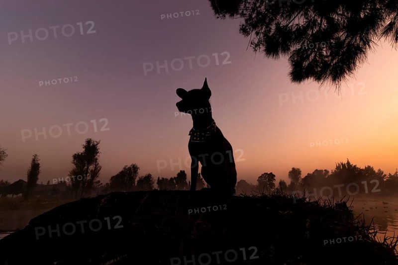 A silhouette of a Xoloitzcuintle dog sits majestically at sunrise against a misty Xochimilco backdrop in Mexico, capturing the quiet beauty of the landscape and cultural heritage
