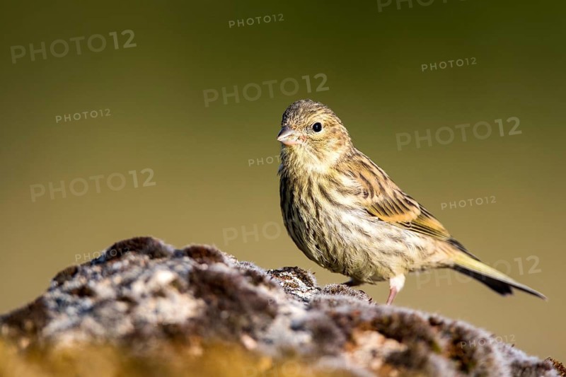European Serin (Serinus serinus) female, Castile and Leon, Spain