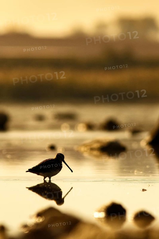 Common Snipe (Gallinago gallinago), feeding on marsh shore, Casile la Mancha, Spain