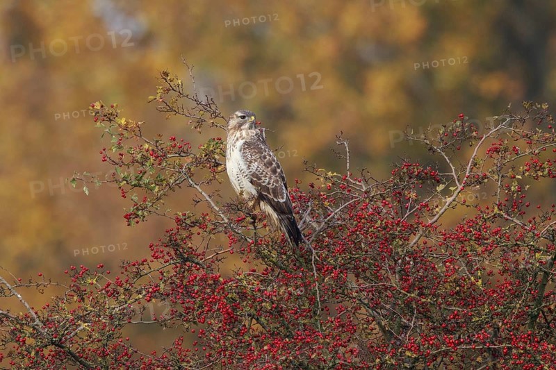 Common Buzzard (Buteo buteo) perched on a bush, North Rhine-Westphalia, Germany