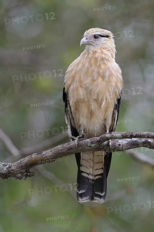 Yellow-headed Caracara (Milvago chimachima), Pantanal, Brazil
