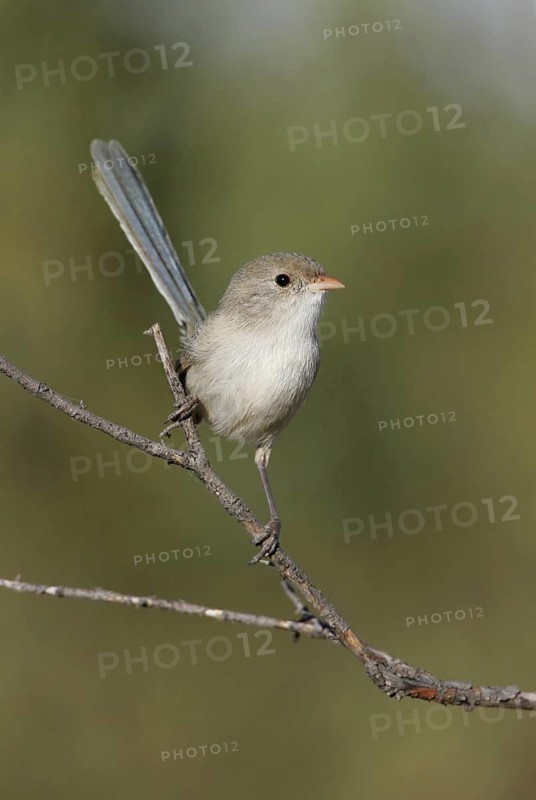 White-winged Fairywren (Malurus leucopterus) female, Queensland, Australia