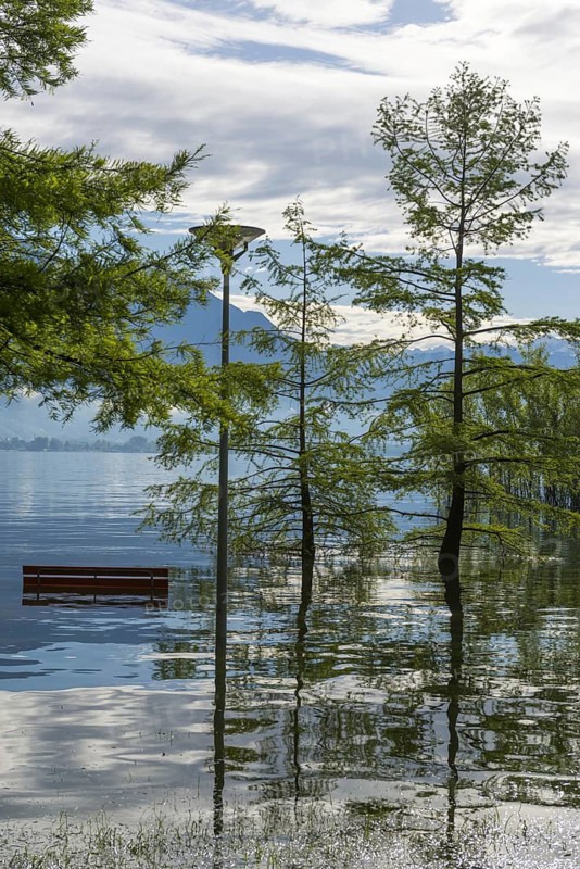 Bench and Tree on a Flooding Alpine Lake with Mountain in Switzerland