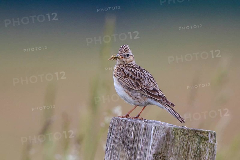 Eurasian Skylark (Alauda arvensis) perched on pale with food in beak, North Rhine-Westphalia, Germany
