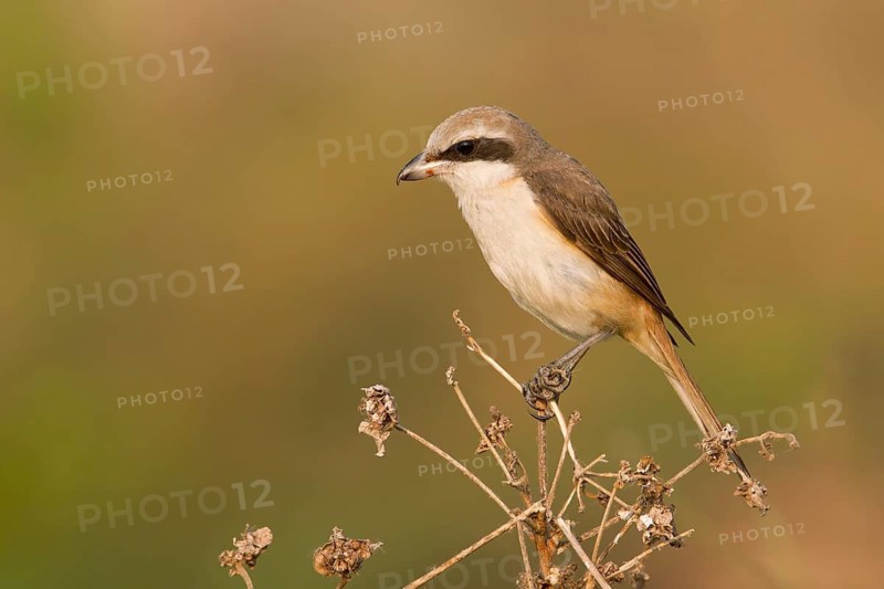 Brown Shrike (Lanius cristatus) male perched on dry branch, Phetchaburi, Thailand