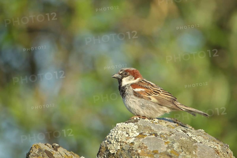 Male house sparrow (Passer domesticus) on stone, rock, Malpartida de Plasencia, Extremadura, Spain