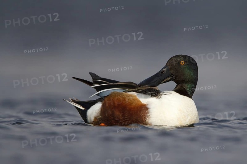 Northern Shoveler (Spatula clypeata) male, Utrecht, Netherlands