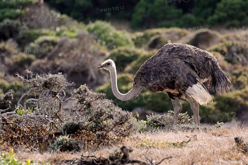 South African ostrich (Struthio camelus australis), adult, female, foraging, alert, Cape of Good Hope, Table Mountain National Park, Western Cape, South Africa