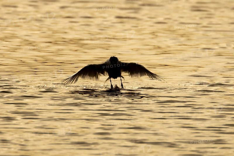 Common tern (Sterna hirundo) adult bird taking off in flight from the water surface of a lake at sunset in summer, England, United Kingdom