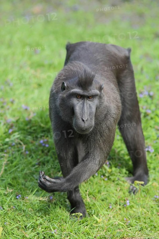 Celebes crested macaque (Macaca nigra), macaques (macaca), macaque, guenon, guenons, captive