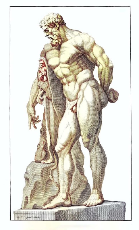 Anatomy, symbolic, the statue of Hercules Farnese, depiction of a muscular man in a pensive pose next to a statue