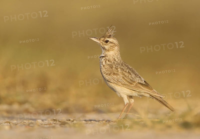 Crested Lark (Galerida cristata), Gujarat, India