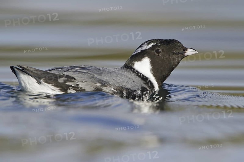 Ancient Murrelet (Synthliboramphus antiquus), British Columbia, Canada