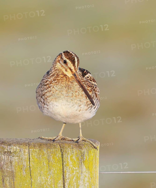 Snipe (Gallinago gallinago), standing on a fence post on a moor, snipe birds, wildlife, nature photography, Ochsenmoor, Naturpark Dümmer See, Hüde, Lower Saxony, Germany