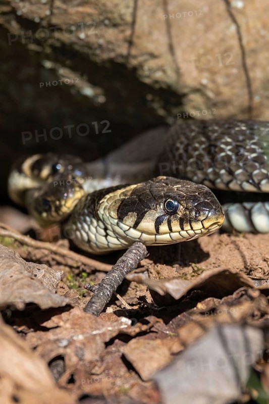 Close-up at a Grass snake (Natrix natrix) on the ground under a rock in the natural habitat a sunny spring day