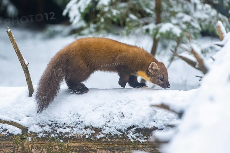 European pine marten (Martes martes) standing in the snow in winter, National Park Bavarian Forest, Bavaria, Germany