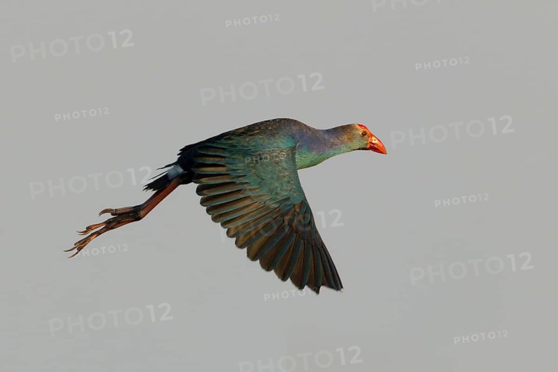 Grey-headed Swamphen (Porphyrio poliocephalus) flying, Bueng Boraphet, Thailand
