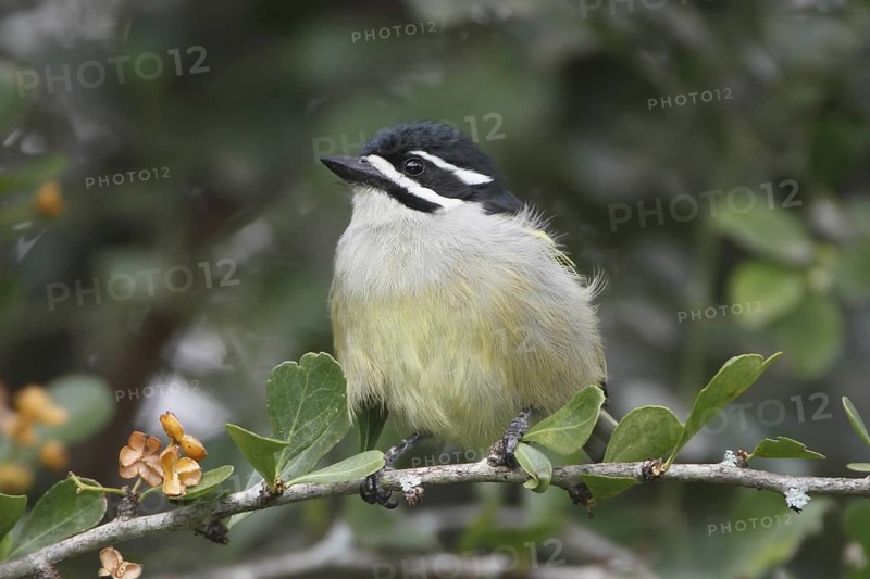 Yellow-rumped Tinkerbird (Pogoniulus bilineatus), Nyeri County, Kenya