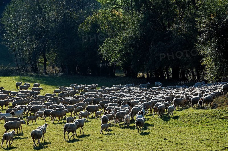Sheep on a pasture against light, Egloffstein, Upper Franconia, Bavaria, Germany