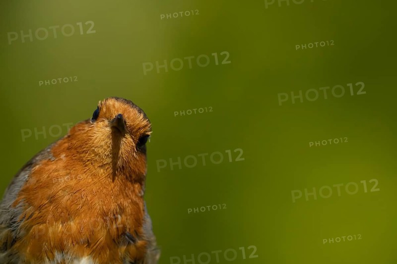 European robin (Erithacus rubecula) adult garden bird head portrait, Suffolk, England, United Kingdom