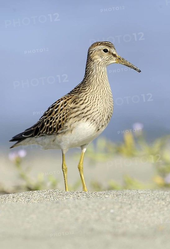 Pectoral Sandpiper (Calidris melanotos), British Columbia, Canada