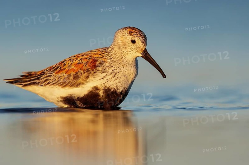 Dunlin (Calidris alpina) feeding along a river in Nome, Alaska