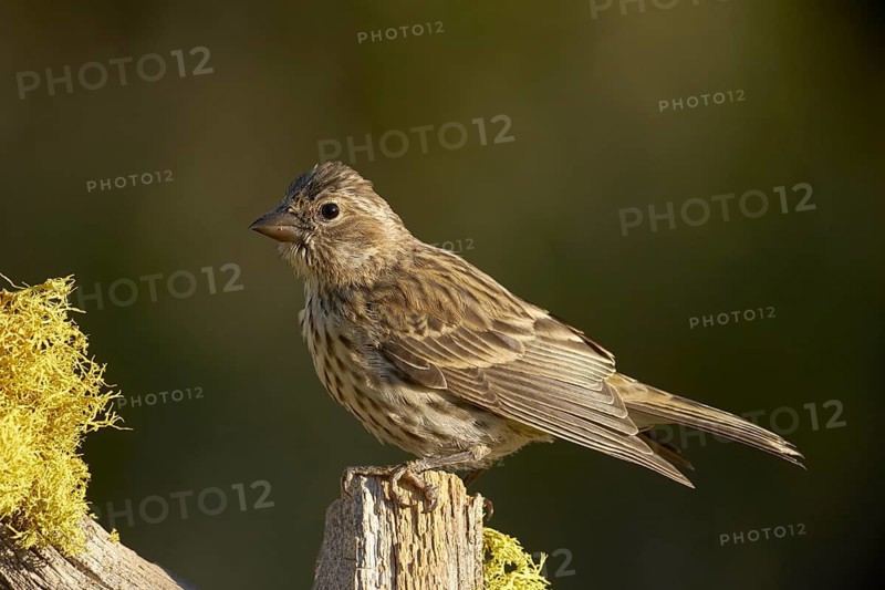 Cassin's Finch