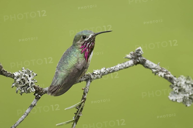 Calliope Hummingbird (Selasphorus calliope), Montana, USA
