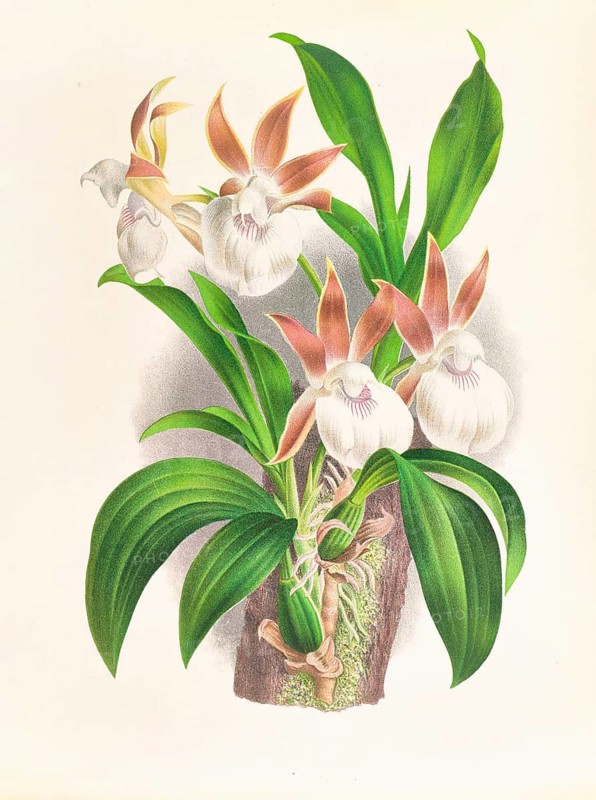 Orchid, Zygopetalum rostratum, authentic reproduction of an illustration by Jean Jules Linden (1817 - 1898), Luxembourgish-Belgian botanist, one of the fathers of orchid research, Historical
