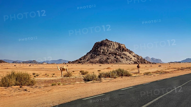 A dry desert landscape with camels, a rock formation and a road under a blue sky, camels stand by the roadside on the way through the Sahara in Algeria