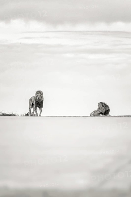 African Lion (Panthera leo) two males in dessert, Sabi Sands, South Africa