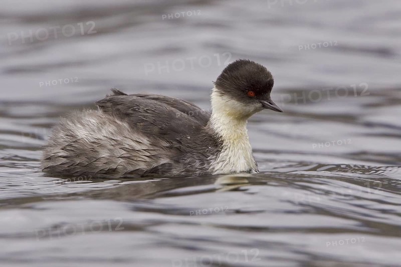 Silvery Grebe (Podiceps occipitalis), Ecuador