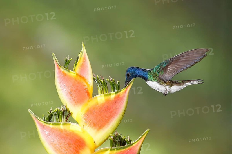 White-necked Jacobin (Florisuga mellivora) male flying and feeding on flower nectar, Costa Rica