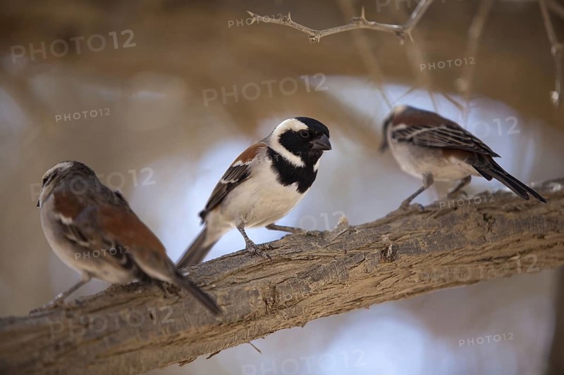 Cape Sparrow (Passer melanurus), Naukluft Cape, Namibia