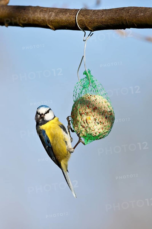 Blue tit (Cyanistes caeruleus, syn.: Parus caeruleus) hanging on a tit dumpling, winter feeding of songbirds, Middle Elbe Biosphere Reserve, Dessau-Roßlau, Saxony-Anhalt, Germany
