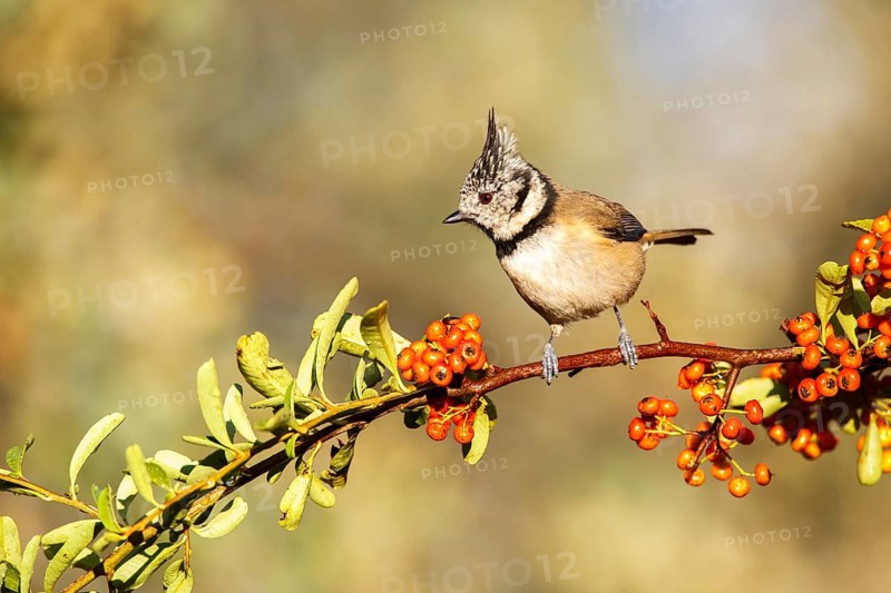 European Crested Tit (Lophophanes cristatus), Castile-La Mancha, Spain