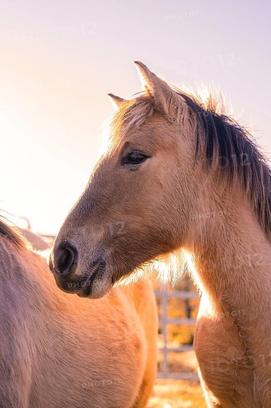 Portrait of a horse in the warm light of a sunset, Black Forest, Germany