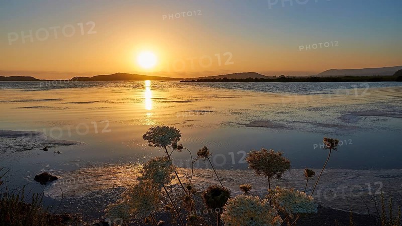 Flowers in the foreground at sunset over calm sea with golden hues, Gialova lagoon, protected wetland, bird paradise, Navarino Bay, Pylos, Peloponnese, Greece