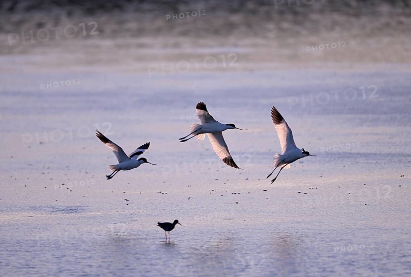 Three flying avocets (Recurvirostra avosetta) over water in backlight, Texel, North Holland, Netherlands Texel, North Holland, Netherlands
