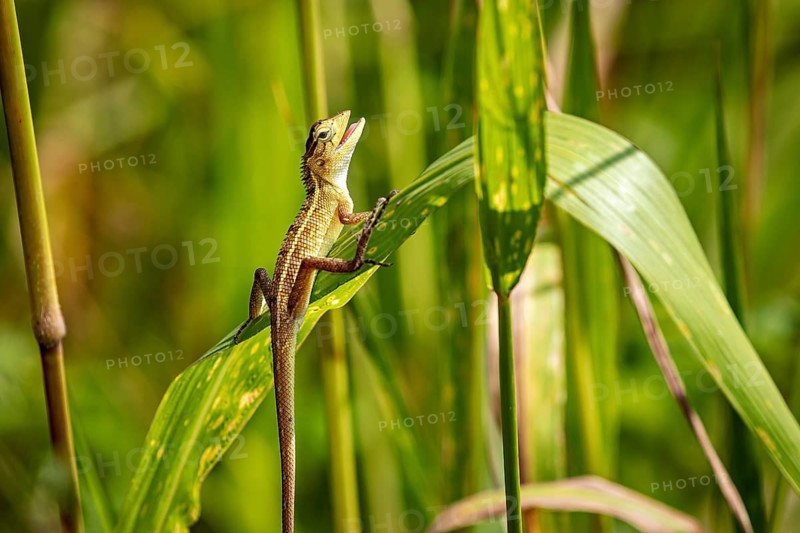 A lizard sits on a green leaf amidst lush vegetation and enjoys the sunlight, an Oriental garden dragon near Sigiriya in Sri Lanka (Calotes versicolor)
