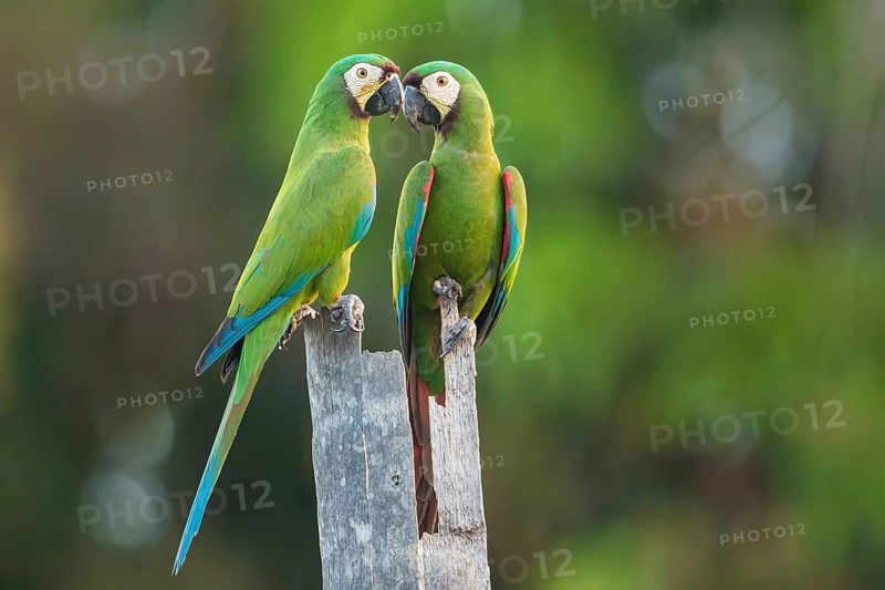 Chestnut-fronted Macaw (Ara severus) pair perched on tree stump, Bolivia