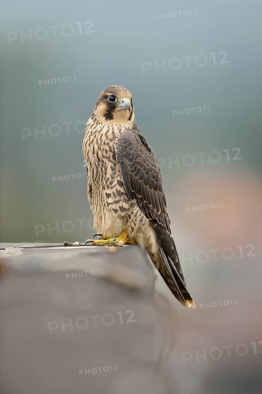 Peregrine Falcon (Falco peregrinus) young male, North Rhine-Westphalia, Germany