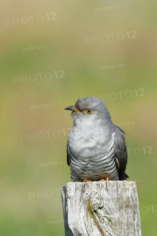 Common cuckoo (Cuculus canorus), male sitting on post of a pasture fence, animal portrait, wildlife, Westerwald, Rhineland-Palatinate, Germany