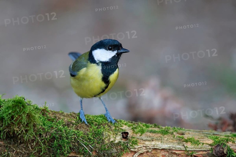 Great Tit (Parus major) on ground, North Rhine-Westphalia, Germany