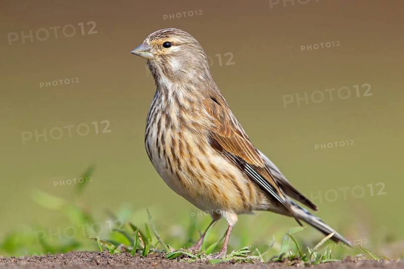 Linnet, Common Linnet, Eurasian Linnet, Carduelis cannabina, Acanthis cannabina, Linotte mélodieuse, Pardillo Común, Beindersheim, Bad Dürkheim district, Rhineland-Palatinate, Germany