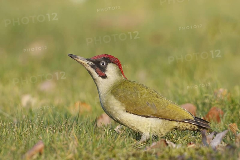 European Green Woodpecker (Picus viridis) male, Baden-Wuerttemberg, Germany